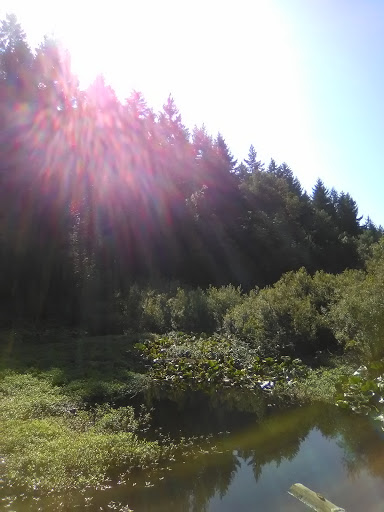 Nature Preserve «Tacoma Nature Center», reviews and photos, 1919 S Tyler St, Tacoma, WA 98405, USA