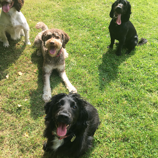 Pet Angel Sitters - Dublin Meath Louth