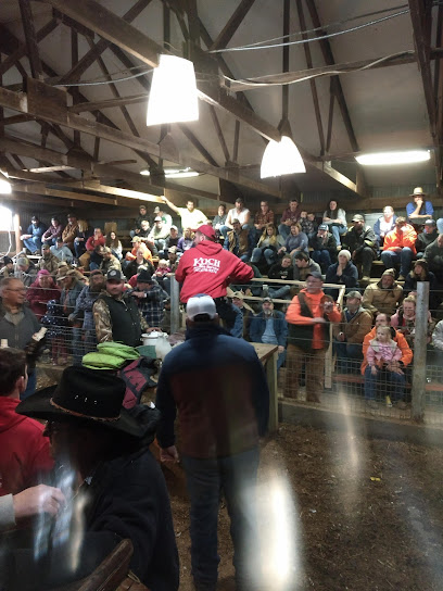 South Central In Livestock Market Koch auction service