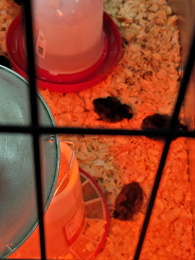 Home Improvement Store «Tractor Supply Co.», reviews and photos, 3355 Guthrie Hwy, Clarksville, TN 37040, USA