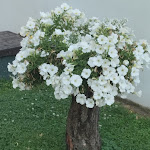 Photo n°3 de l'avis de dadi.a fait le 29/06/2023 à 13:57 sur le  Concordia à Bibione