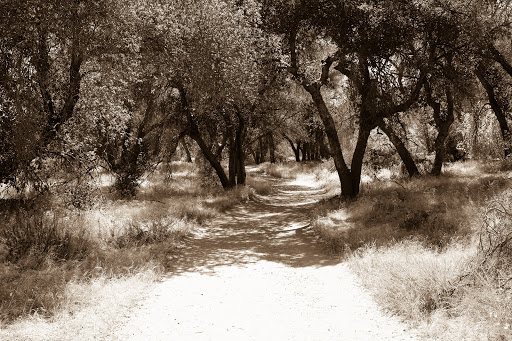 Nature Preserve «Placerita Canyon Nature Center», reviews and photos, 19152 Placerita Canyon Rd, Newhall, CA 91321, USA