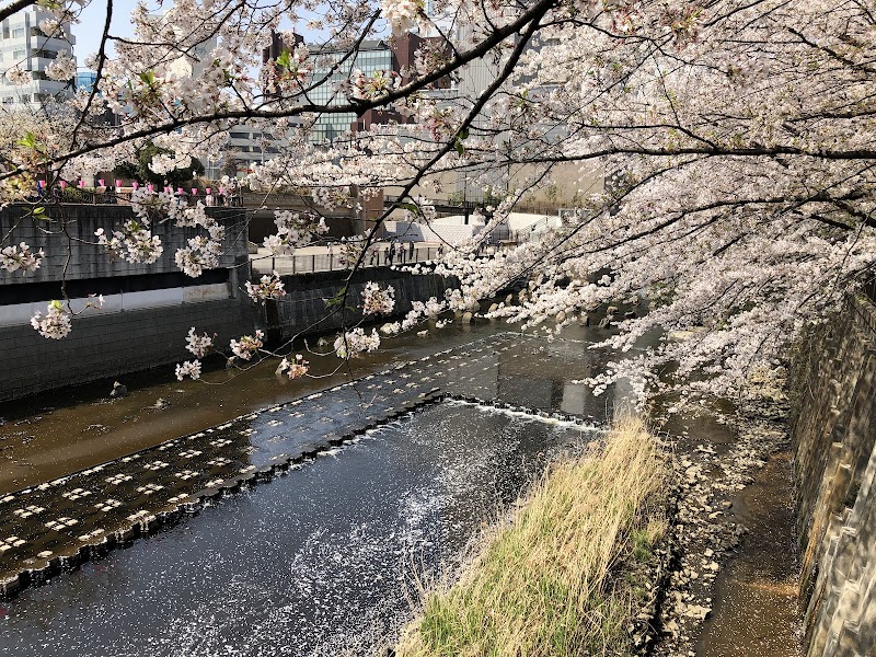 Kirschblüte in Meguro