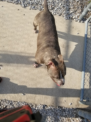 Dog Park «Logan Gate Dog Park», reviews and photos, 7374 Monterey Blvd, Tampa, FL 33610, USA