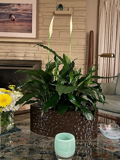 Florist «LaVassar Florists», reviews and photos, 7530 20th Ave NE, Seattle, WA 98115, USA