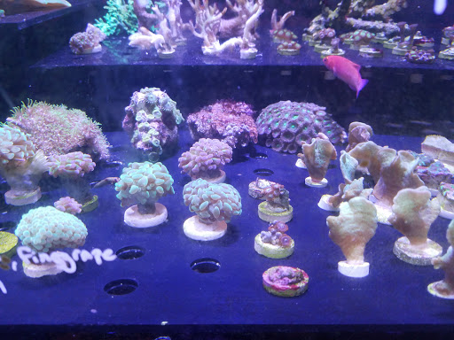 Aquarium Shop «Exotic Aquariums», reviews and photos, 7399 Bird Rd, Miami, FL 33155, USA