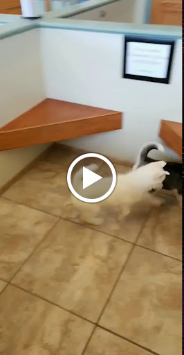 Pet Store «Happiness Is Pets», reviews and photos, 2936 Showplace Dr, Naperville, IL 60564, USA