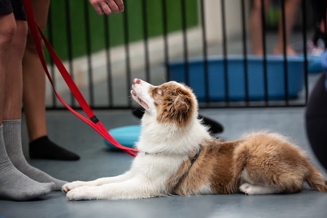 Waggle Tails | Dog & Puppy Training Perth - Te Anau