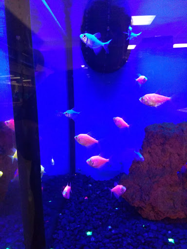 Pet Supply Store «Petco Animal Supplies», reviews and photos, 1919 El Camino Real, Mountain View, CA 94040, USA