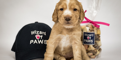 Wizard of PAWS