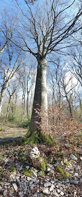Côté de Grachaux à Oiselay-et-Grachaux