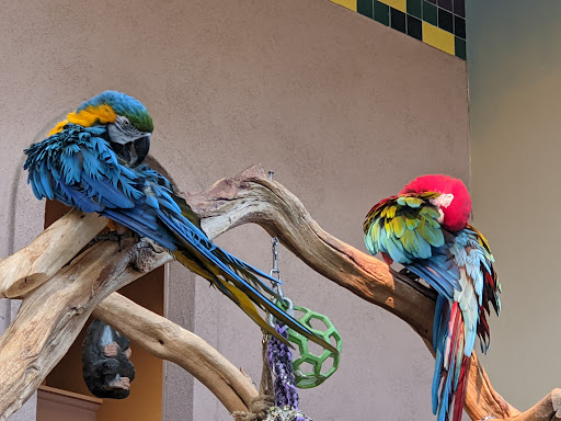 Pet Store «Pet Paradise Grooming», reviews and photos, 1115 Pueblo Blvd Way, Pueblo, CO 81005, USA