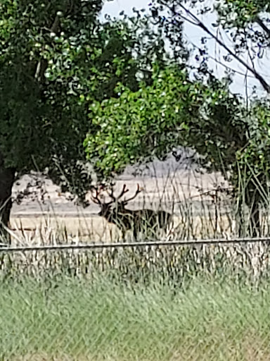 Nature Preserve «Tule Elk Reserve State Natural Reserve», reviews and photos, 8653 Station Rd, Buttonwillow, CA 93206, USA