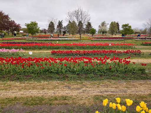 Pottery Store «De Klomp Wooden Shoe & Delftware Factory», reviews and photos, 12755 Quincy St, Holland, MI 49424, USA