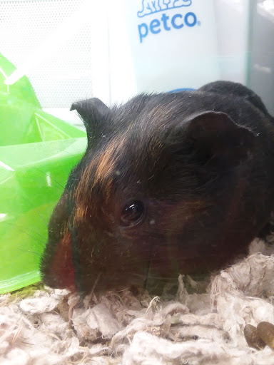 Pet Supply Store «Petco Animal Supplies», reviews and photos, 2520 E 3rd St, Bloomington, IN 47401, USA