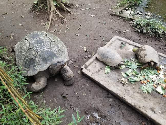 Opiniones de Zoológico La Isla del Tapir en Santo Domingo - Museo