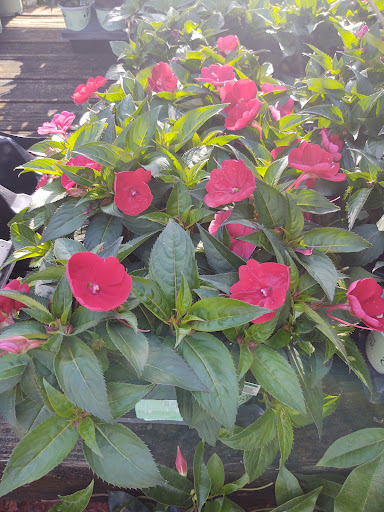 Hardware Store «Proctor Ace Hardware», reviews and photos, 1281 Atlantic Blvd, Neptune Beach, FL 32266, USA