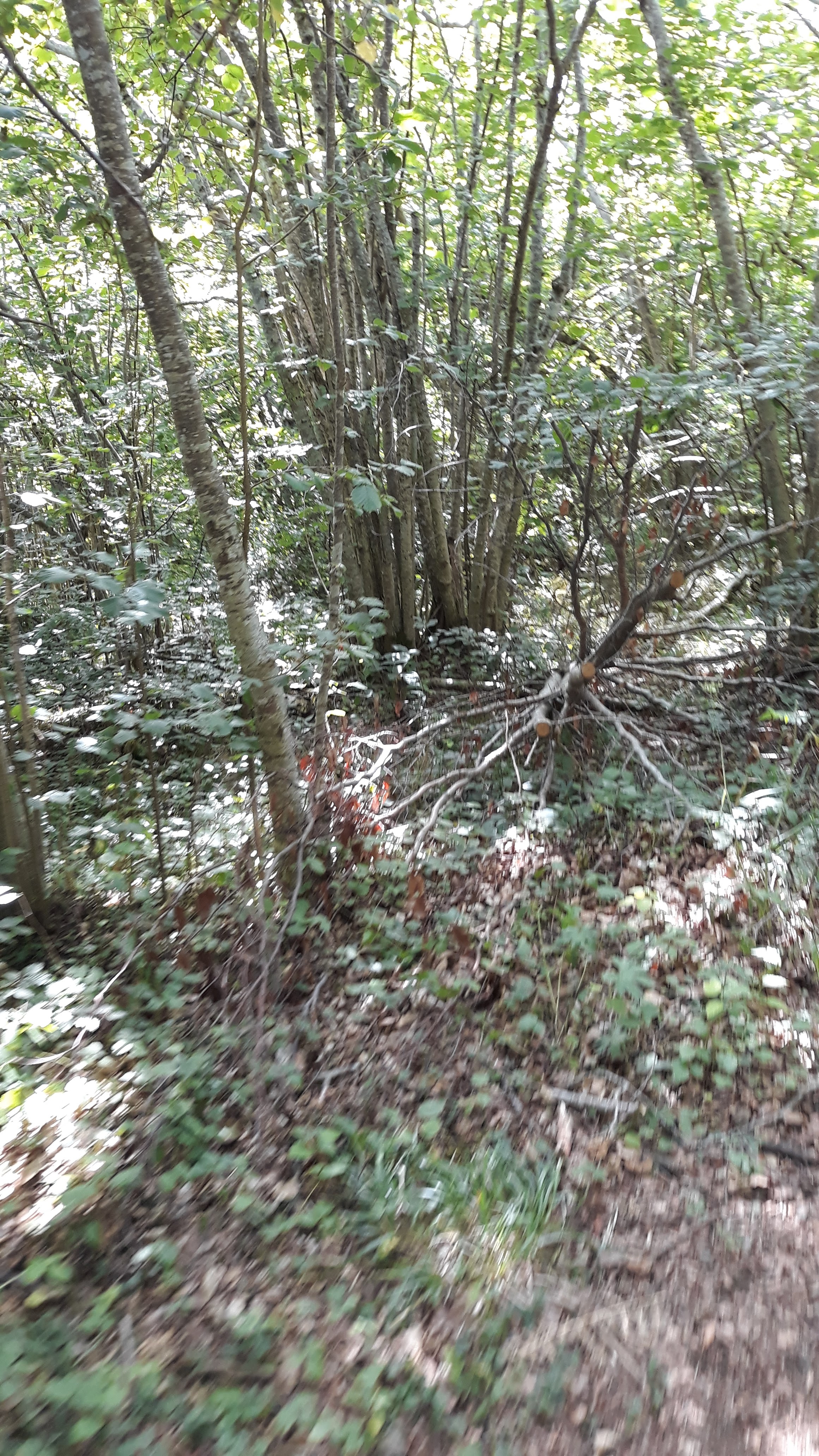 Photo n° 14 de l'avis de Mathis.l fait le 17/08/2019 à 07:13