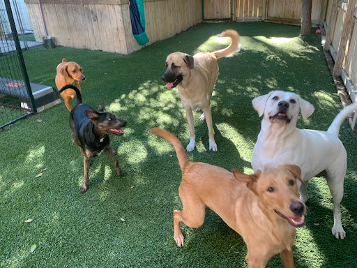 Pet Boarding Service «All About Pets», reviews and photos, 130 Arrow Rd #102, Hilton Head Island, SC 29928, USA