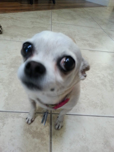 South Orange County Animal Hospital image