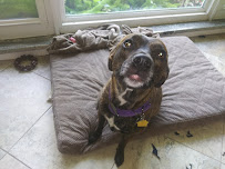 Pampered Paws Pet Care - Photo 3 - Car repair in St. Petersburg, FL, St. Petersburg