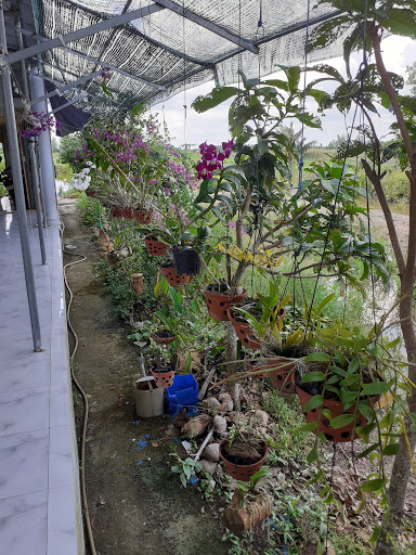 Vườn Lan Quang Thi