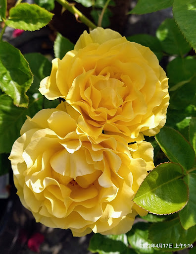 Plant Nursery «San Gabriel Nursery & Florist», reviews and photos, 632 S San Gabriel Blvd, San Gabriel, CA 91776, USA