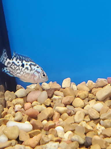 Pet Supply Store «Petco Animal Supplies», reviews and photos, 9078 SE Sunnyside Rd, Clackamas, OR 97015, USA