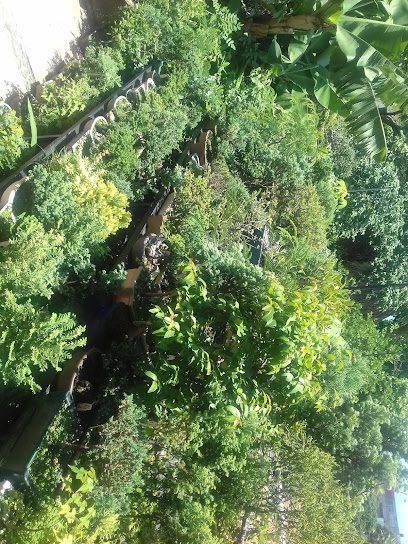 bonsai cuernavaca