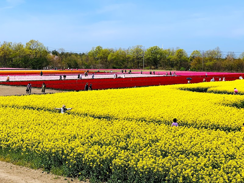 胎内チューリップフェスティバル 会場 新潟県胎内市築 庭園 公園 グルコミ