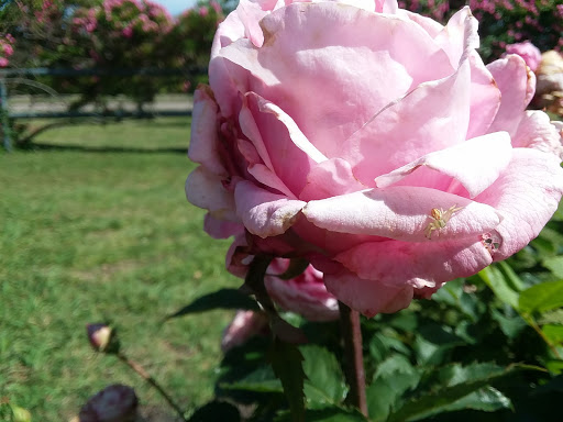 Park «Armstrong Park», reviews and photos, 100 James Collins Blvd, Duncanville, TX 75116, USA