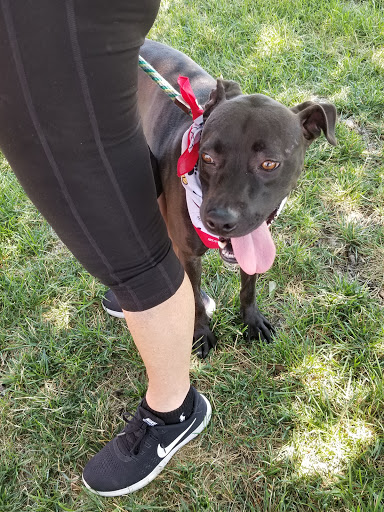 Pet Supply Store «Petco Animal Supplies», reviews and photos, 8404 Eager Rd b, Brentwood, MO 63144, USA