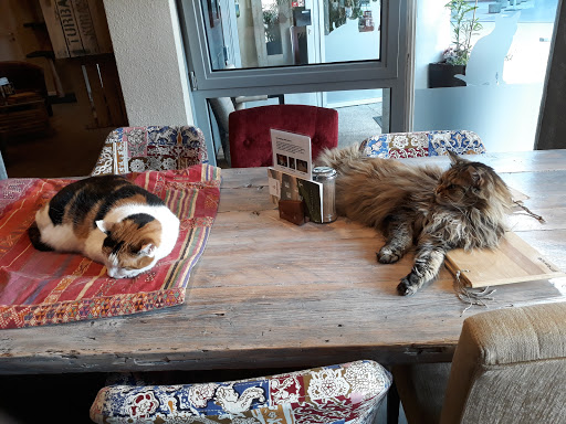 Stubentiger Cafe