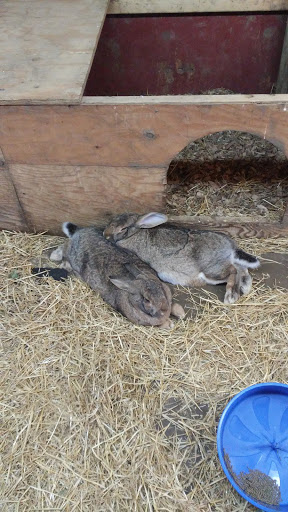 Zoo «Durhams Bear Canyon», reviews and photos, 3701 S 10th St, Omaha, NE 68107, USA