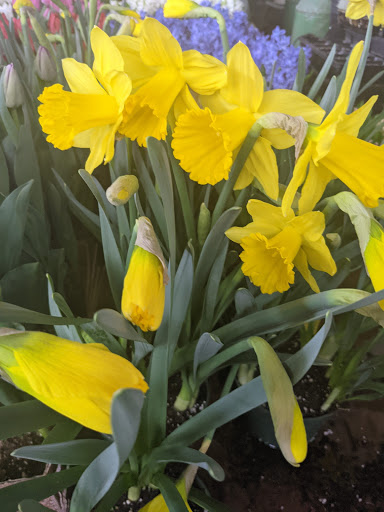 Wholesale Plant Nursery «Garden Fantasy», reviews and photos, 43250 Tyler Rd, Belleville, MI 48111, USA