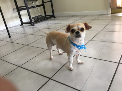 Pet Groomer «ITIG Happy Dog Wash», reviews and photos, 6465 S Chickasaw Trail, Orlando, FL 32829, USA