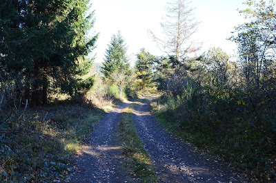 Forêt Communale de Wisches à Wisches