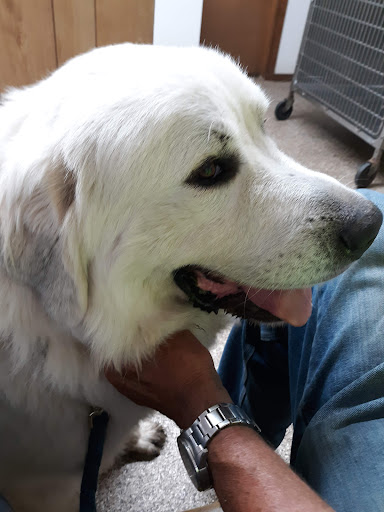 Lake Veterinary Clinic image