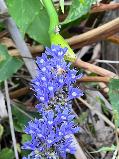 Park «Lake Park», reviews and photos, 17302 N Dale Mabry Hwy, Lutz, FL 33548, USA