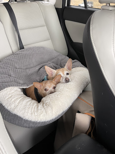 Pet Supply Store «Petco Animal Supplies», reviews and photos, 1820a W Uintah St, Colorado Springs, CO 80904, USA