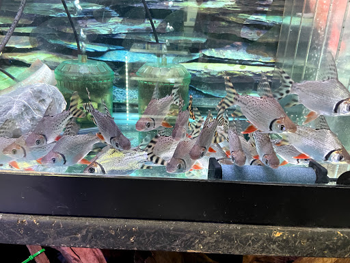 Pet Supply Store «Monster Aquarium Inc.», reviews and photos, 131-08 40 Rd, Flushing, NY 11354, USA