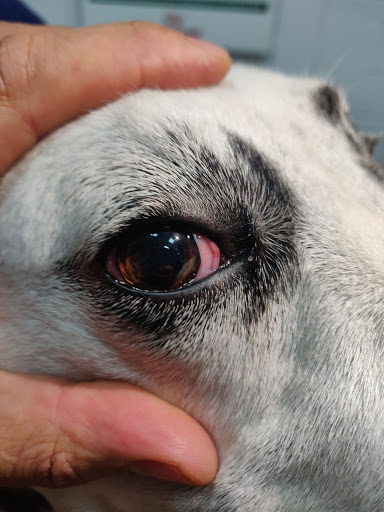 Clínica Veterinaria Land Of Arevalo en Arévalo