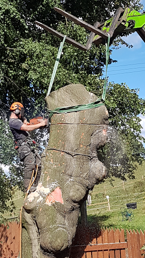 Sam Wass Tree Surgeons - Stump Grinding, Tree Services, Hedge Cutting, Firewood Nottinghamshire