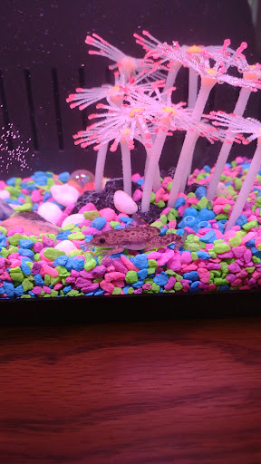 Pet Supply Store «Animal House Pets LLC», reviews and photos, 217 W 14th St, Marshfield, WI 54449, USA