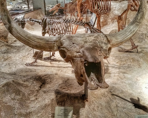 Museum «Texas Memorial Museum», reviews and photos, 2400 Trinity St, Austin, TX 78705, USA