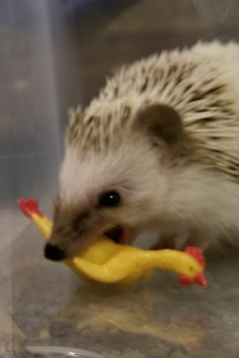 Toy Store «Happy Up Inc. - previously Once Upon a Toy», reviews and photos, 6654 Edwardsville Crossing Dr, Edwardsville, IL 62025, USA