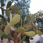 Photo n°3 de l'avis de Massimo.i fait le 15/06/2018 à 09:03 sur le  Hotel San Domino, Albergo Isole Tremiti, Alloggio Isole Tremiti, à Tremiti Islands