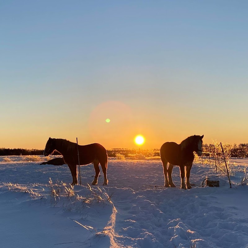 Boyle Family Farm - Horseback Trail Riding