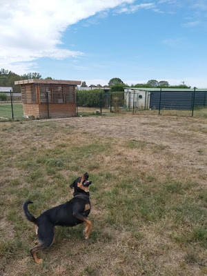 Le Monde des Zou'pets Pension chiens, chats et NAC (Anciennement ANIMA) à Varennes-sur-Allier