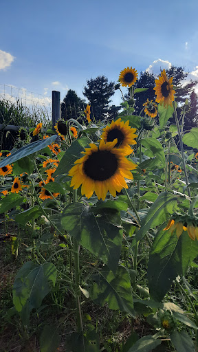 Farm «Bishop Farm & Winery Inc», reviews and photos, 500 S Meriden Rd, Cheshire, CT 06410, USA